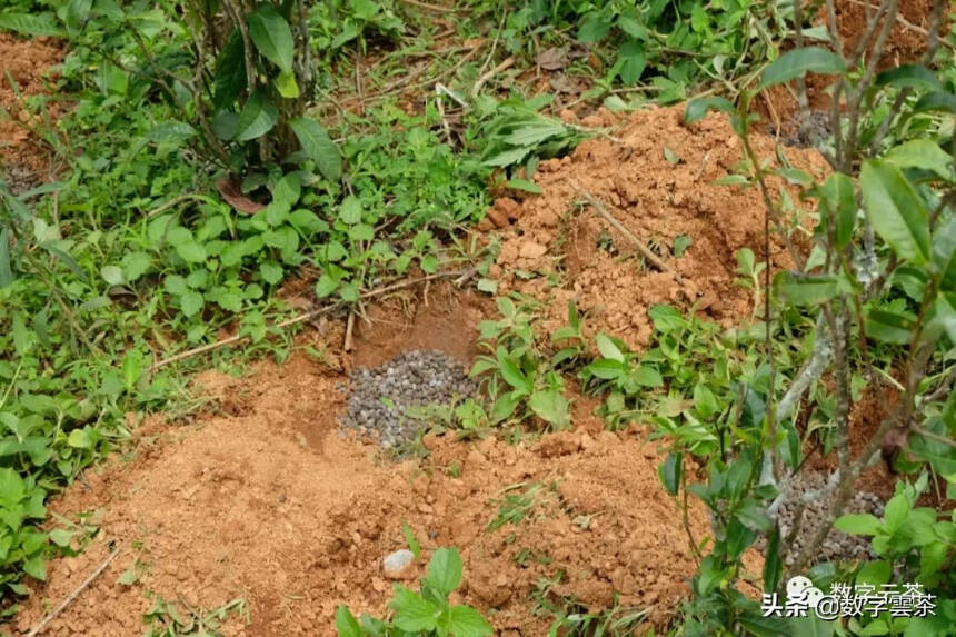 云南茶区土壤种类及分布