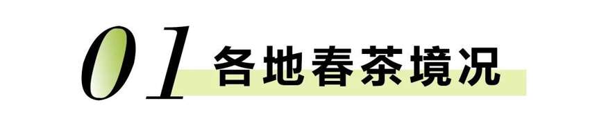 春茶季迎来“倒春寒”？做好这四点，化“危”为“机”