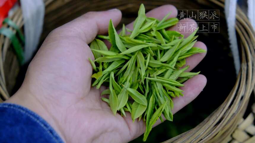 茶界江湖总有我的传说-洋湖黄山毛峰