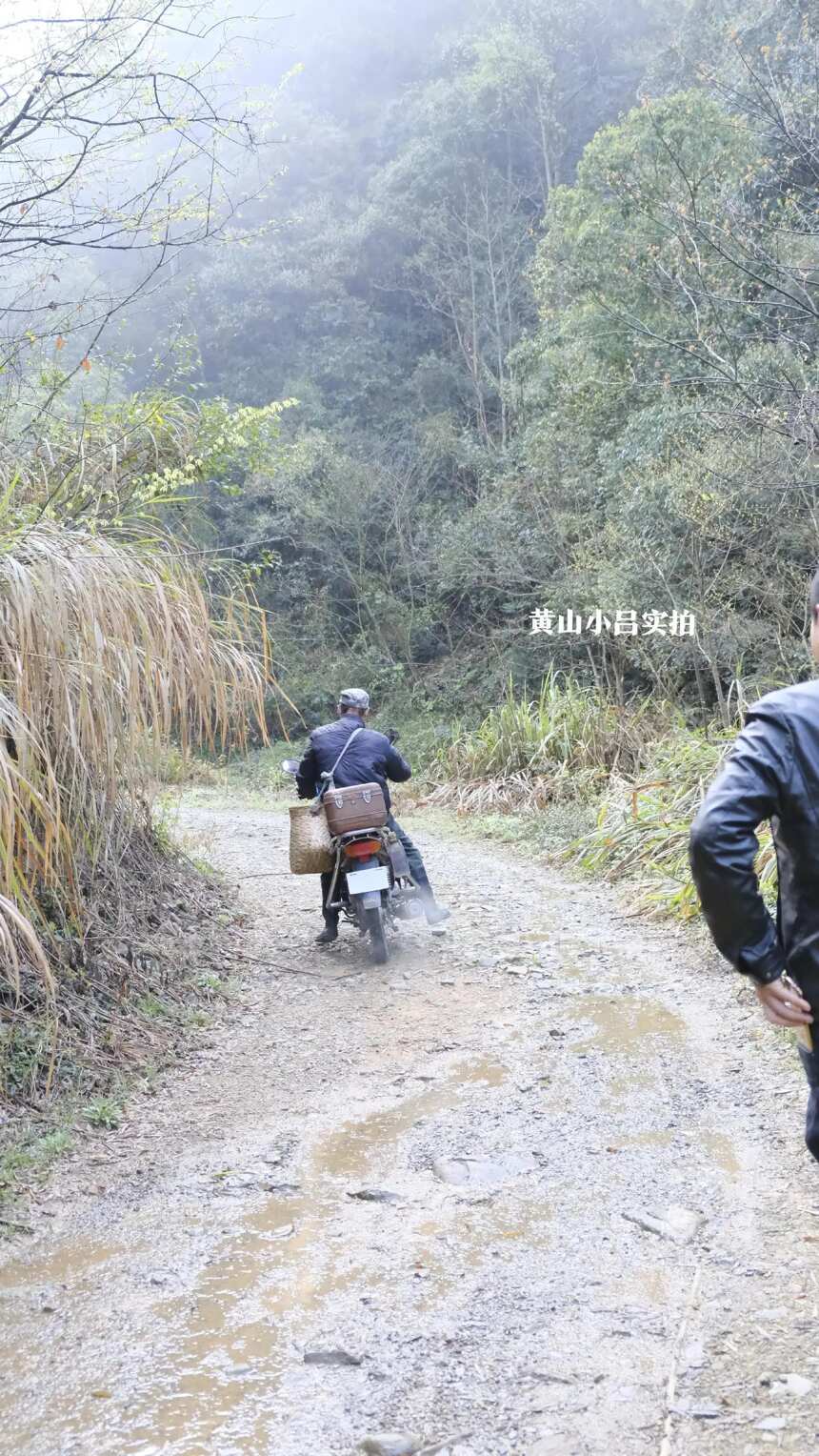 走进黄山毛峰高山茶地，来看看，就当是进山旅游了