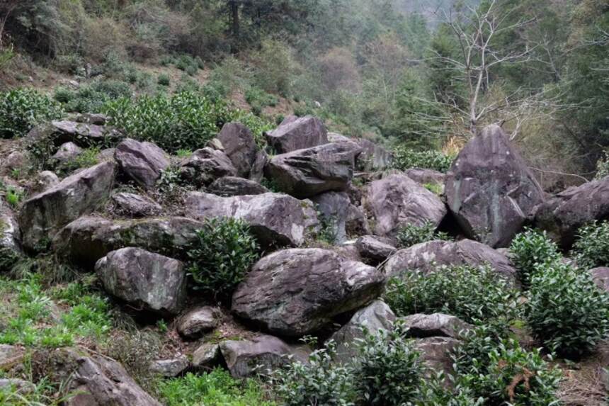 了解地道（黄山毛峰），黄山人小吕来聊聊。