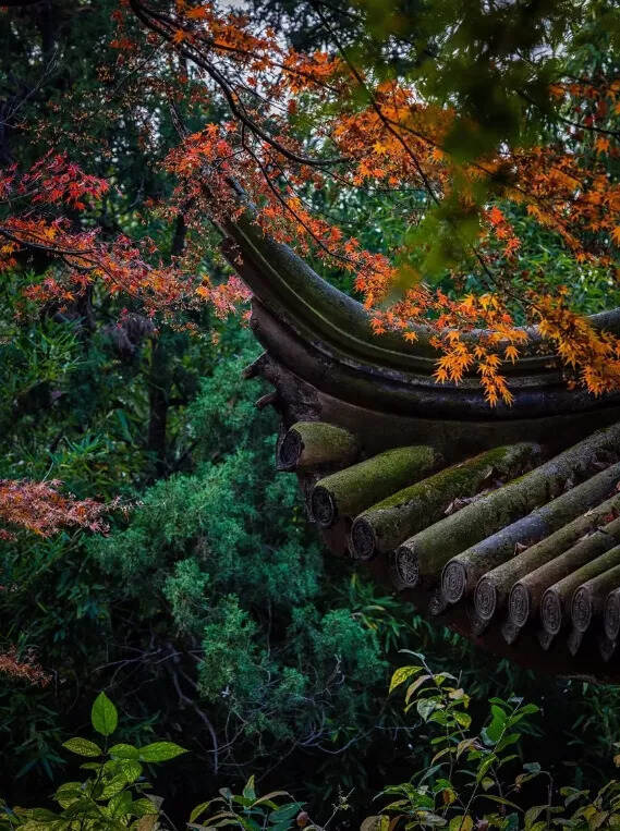 重磅奇文——野寺论茶：重现茶圣陆羽与皎然的品茶场景