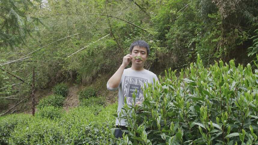 小吕推荐丨茶界“珍稀物种”—太平猴魁，空谷幽兰香！老茶客最爱