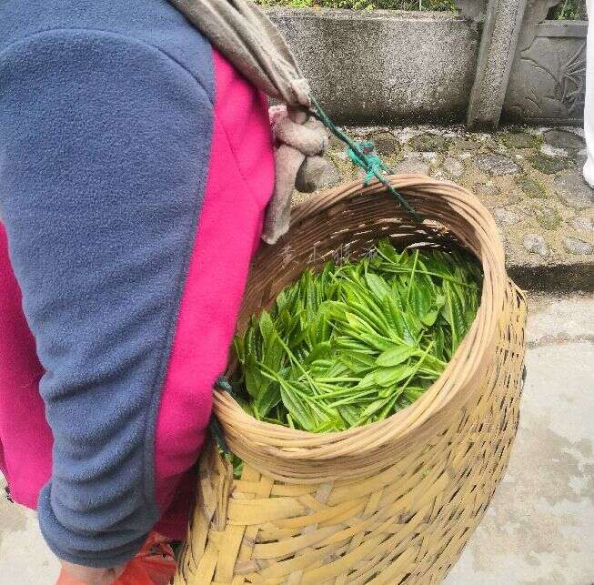 猴急不得，太平猴魁茶！