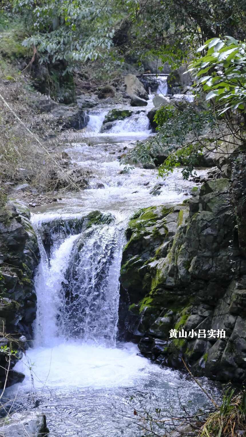 走进黄山毛峰高山茶地，来看看，就当是进山旅游了