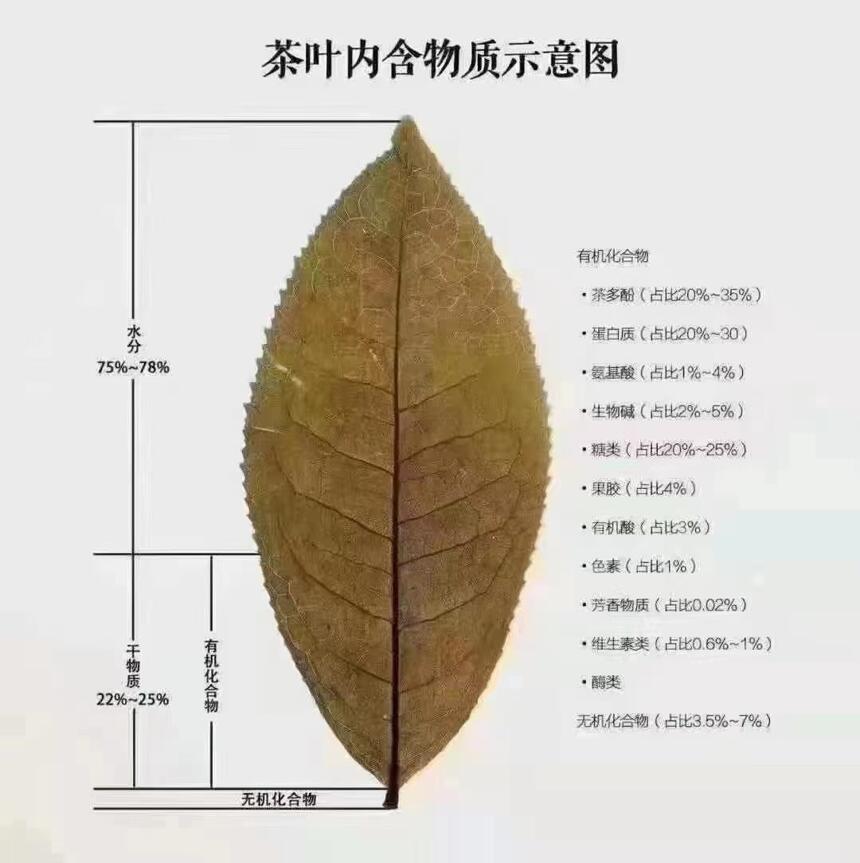 每天1分钟学习茶知识（11）喝茶为什么健康？茶叶的成分决定作用