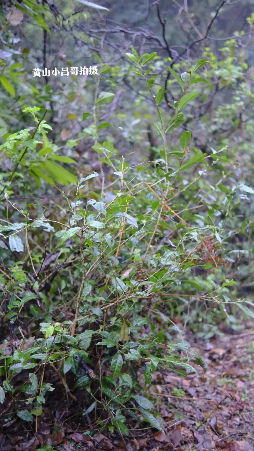 真有野茶吗？野茶是什么味道