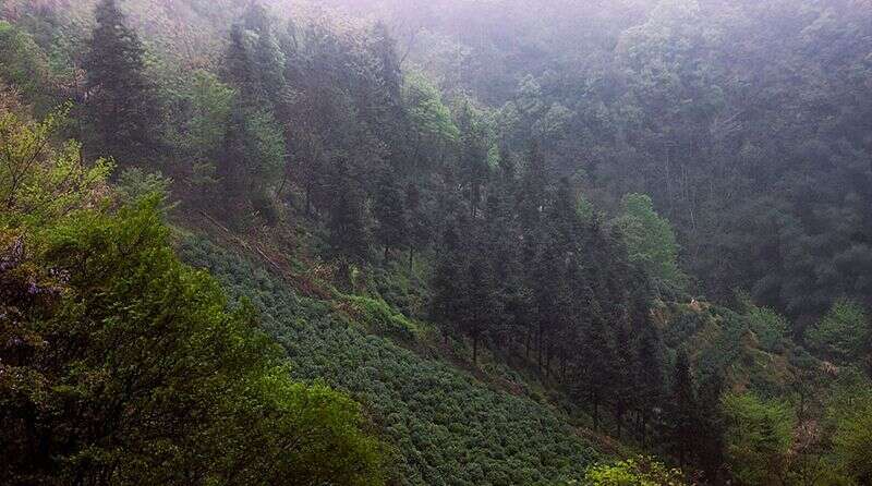 黄山毛峰什么时候有新茶