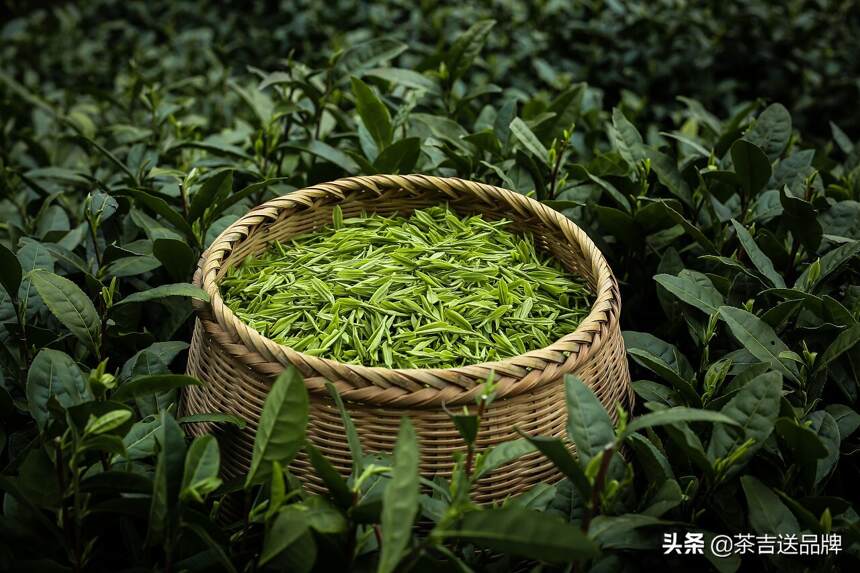 所有茶都要洗吗？第一泡茶到底要不要倒掉？