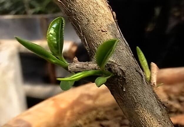 每天1分钟学习茶知识（15）茶叶到底是芽好还是叶好