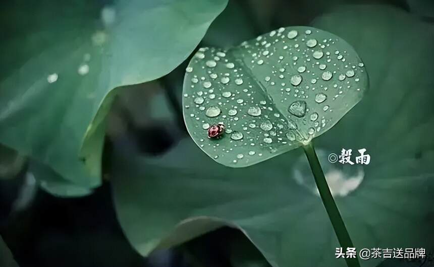 今日谷雨｜喝茶赏花，送春迎夏