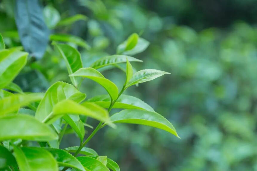 煎茶法：唐代文化人的标配，几千年饮茶史上的经典