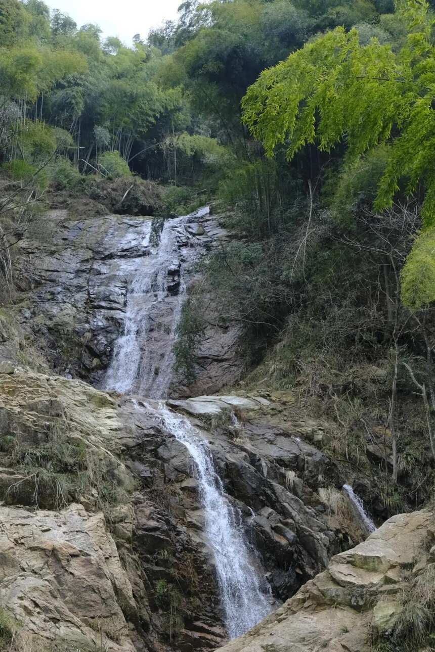 正宗黄山毛峰什么时候上市？小吕分享产地情况