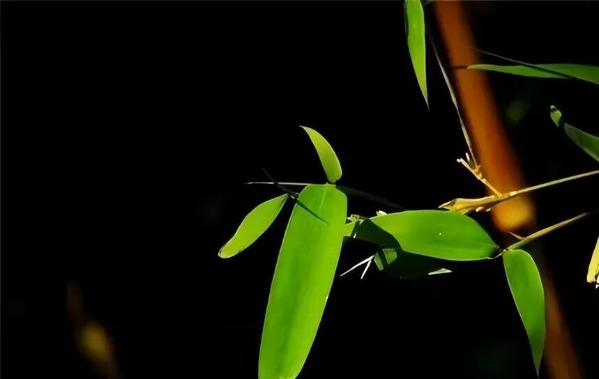 900年前的这首茶词，是品茶神作