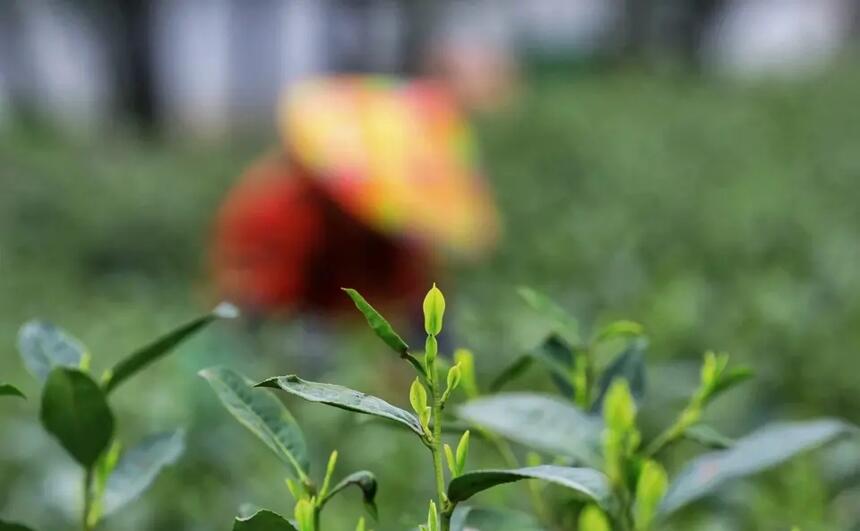 不饮春茶，怎知春的味道/【黄山毛峰】