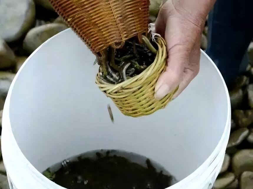 鸭屎香、琴鱼茶，这些茶中奇葩你喝过几种