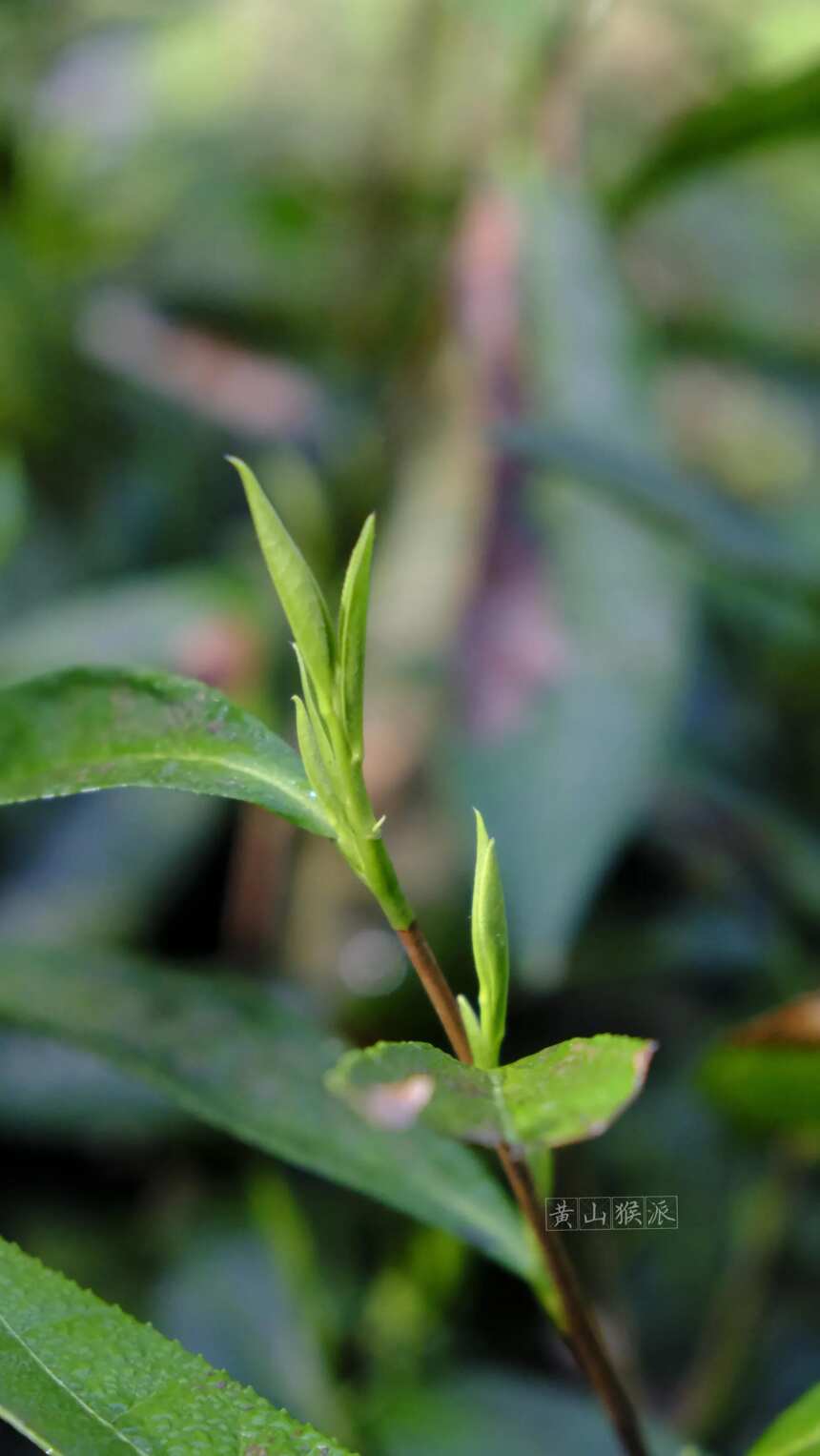 走进黄山毛峰高山茶地，来看看，就当是进山旅游了