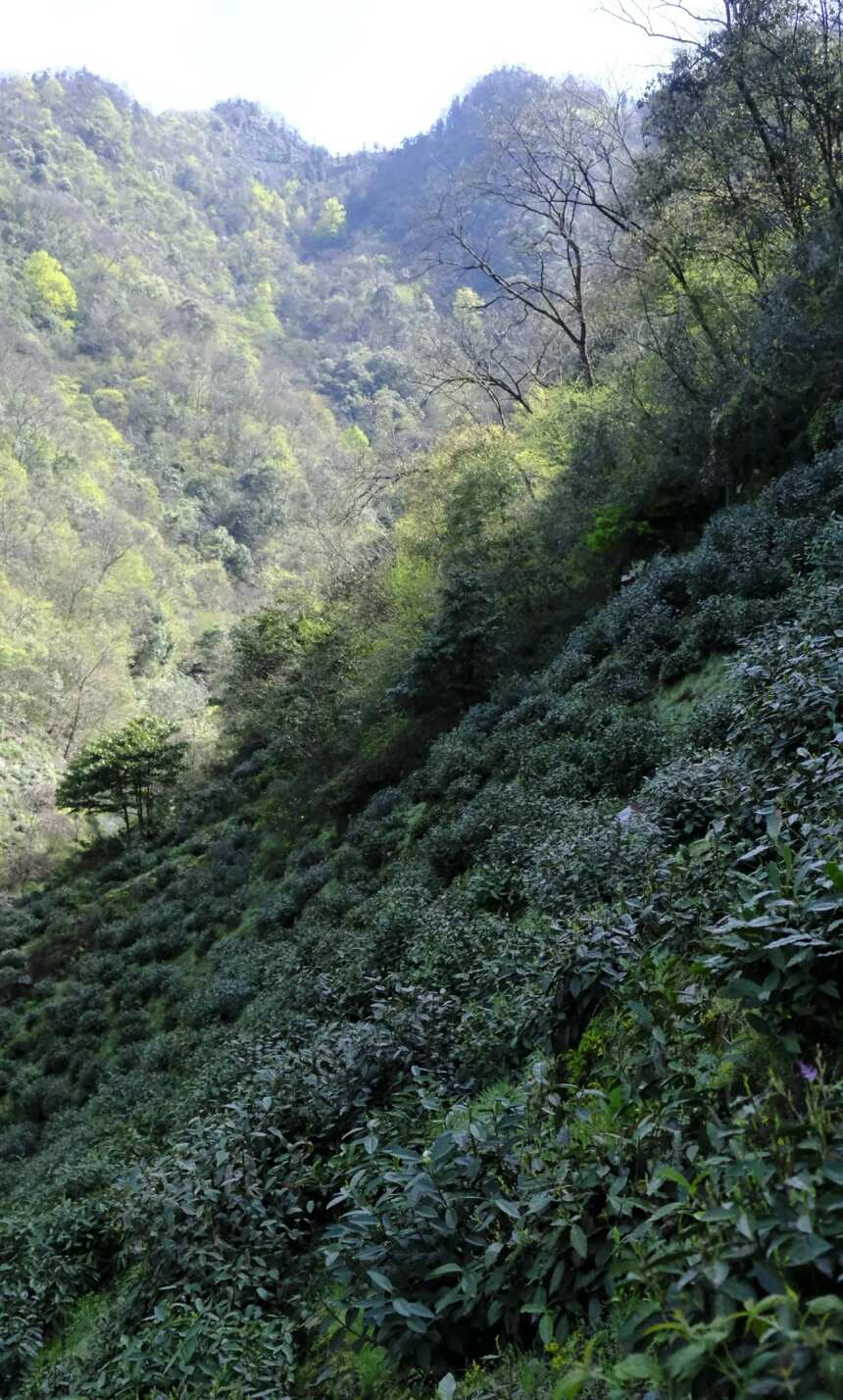 走进黄山毛峰高山茶地，来看看，就当是进山旅游了