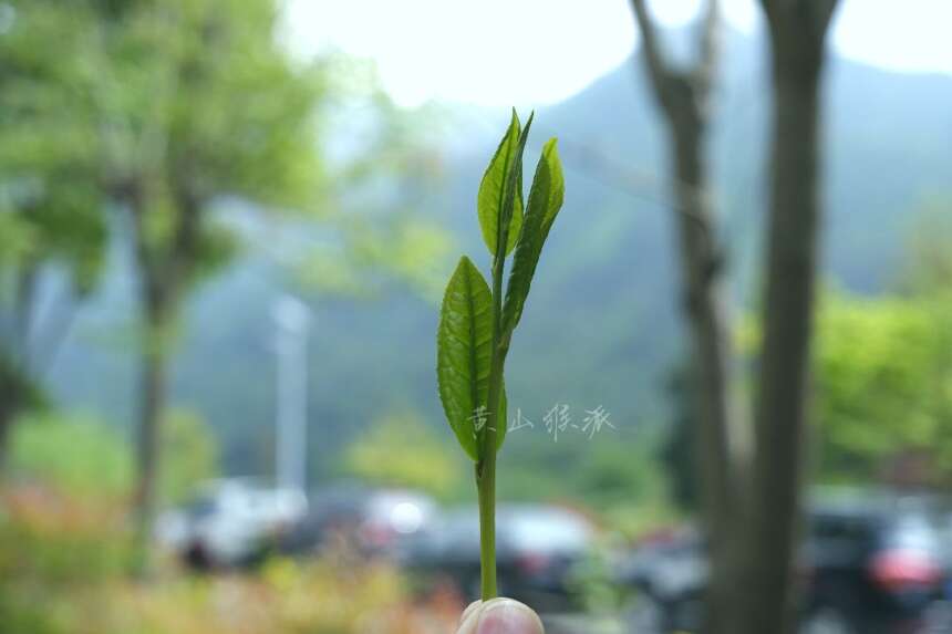 猴急不得，太平猴魁茶！