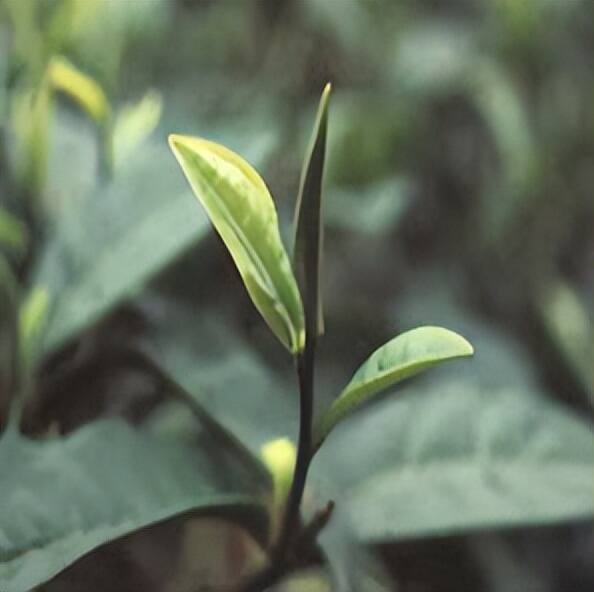 每天1分钟学习茶知识（15）茶叶到底是芽好还是叶好