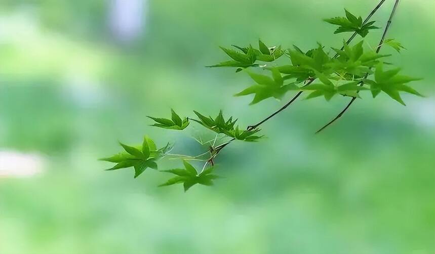 辛弃疾：试问一下，有谁看见了春天的离去？