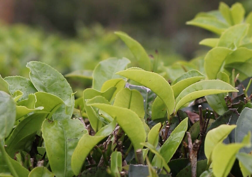 独属北纬18度的绝妙口感！揭秘五指山红茶，从饮品到艺术的升华