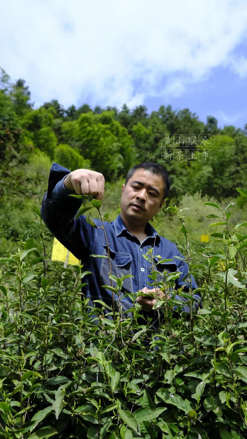 茶界江湖总有我的传说-洋湖黄山毛峰