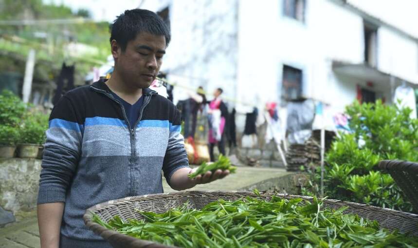 猴急不得，太平猴魁茶！