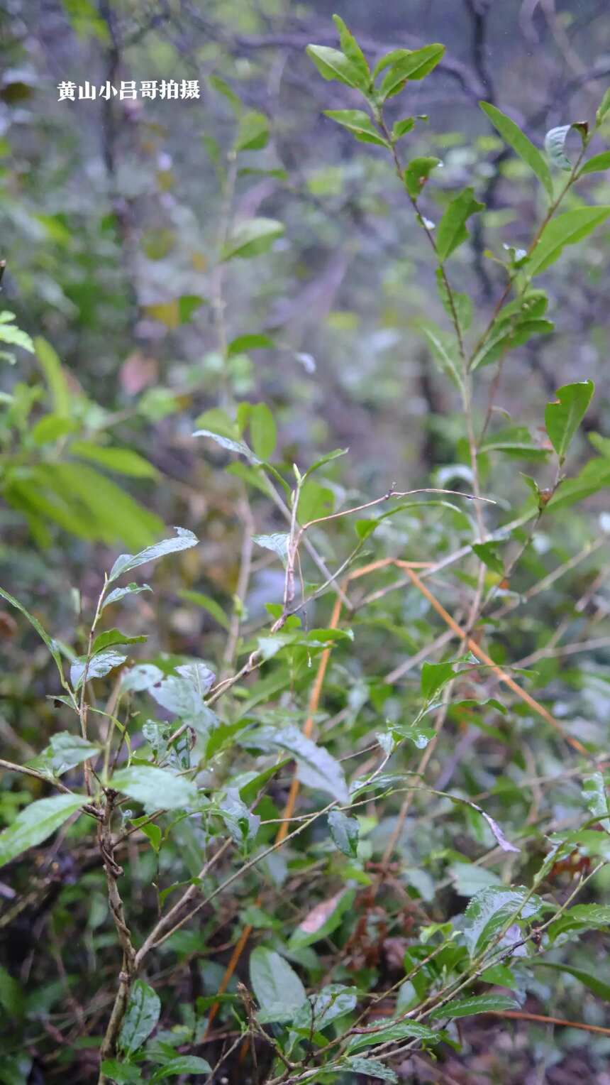 真有野茶吗？野茶是什么味道