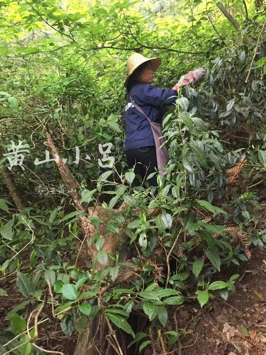 真有野茶吗？野茶是什么味道