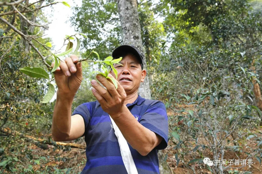 大器·南糯山|40年，你会做哪些事？他说，一件就够了！