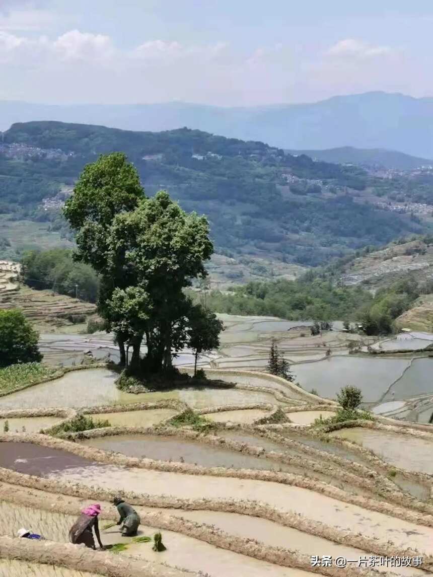 收藏普洱茶是生茶好还是熟茶好