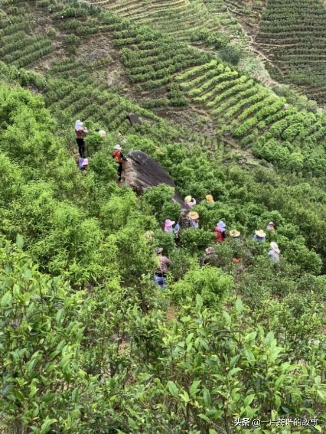 迷迭香般的迷人｜可得知单丛的好？