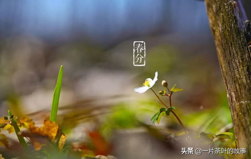 今日春分 | 一半春天一半茶，春色的一半是茶色！