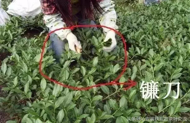 茶农爆料，怎么采摘，才能做出高档铁观音？