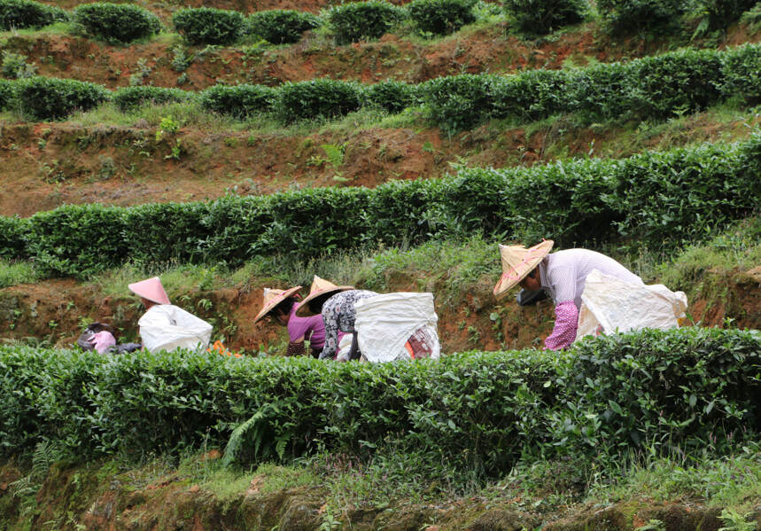 绿茶，红茶？铁观音和大红袍究竟是什么茶？有何区别？