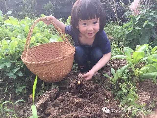 大王叫我来茶山，找泡好茶敬神仙