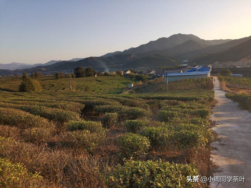 小周同学家后山的茶山，没有所谓的“美”但真实