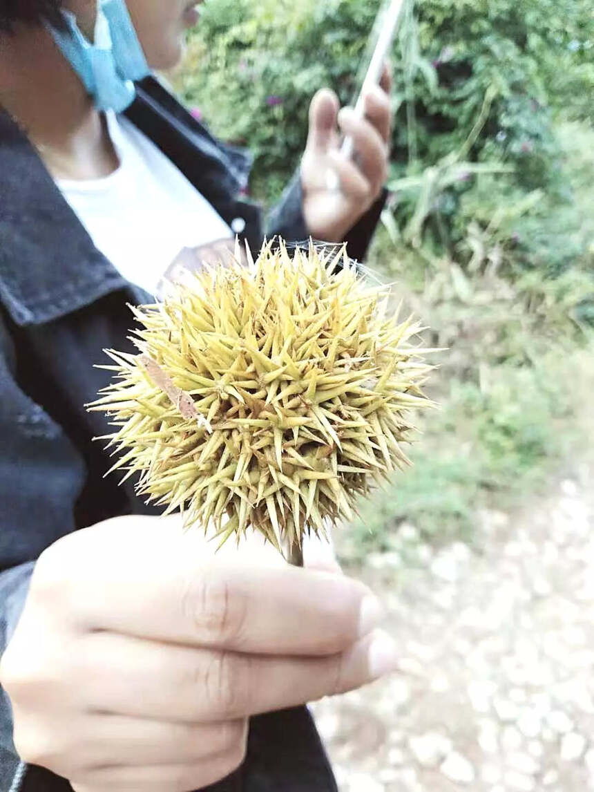 「游记」书呆子2019秋茶茶山行第四站南糯山神秘古茶林