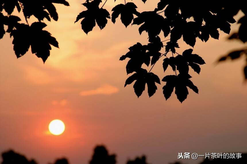 吃茶读闲书，听雨看落花