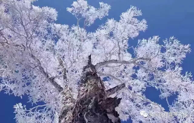 寒潮来袭，安溪祥华等地现雾凇；美不胜收，铁观音玉露霜景图