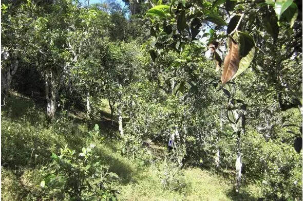 普洱茶各大山头的特性和口感