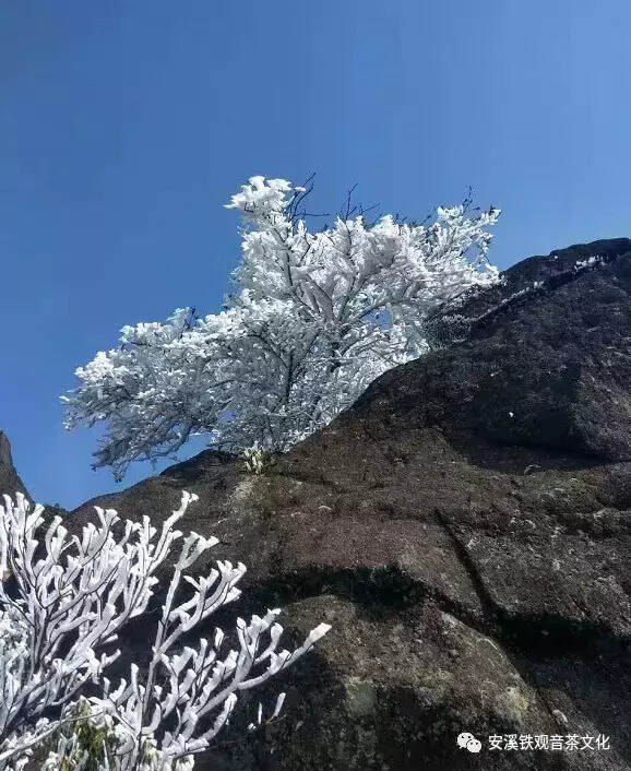 寒潮来袭，安溪祥华等地现雾凇；美不胜收，铁观音玉露霜景图