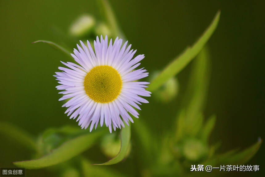 这些术语，喝茶的时候参考一下，提高品茶水平