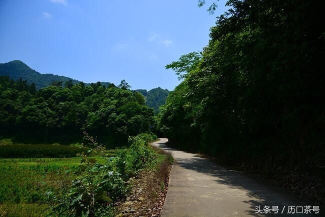 行走茶乡，风景在路上,美在过程！