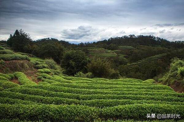 新手买茶：不懂茶，该怎么买茶