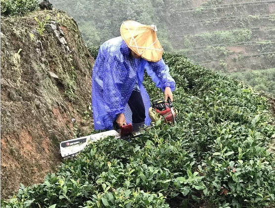 今年春茶安溪茶农都哭了