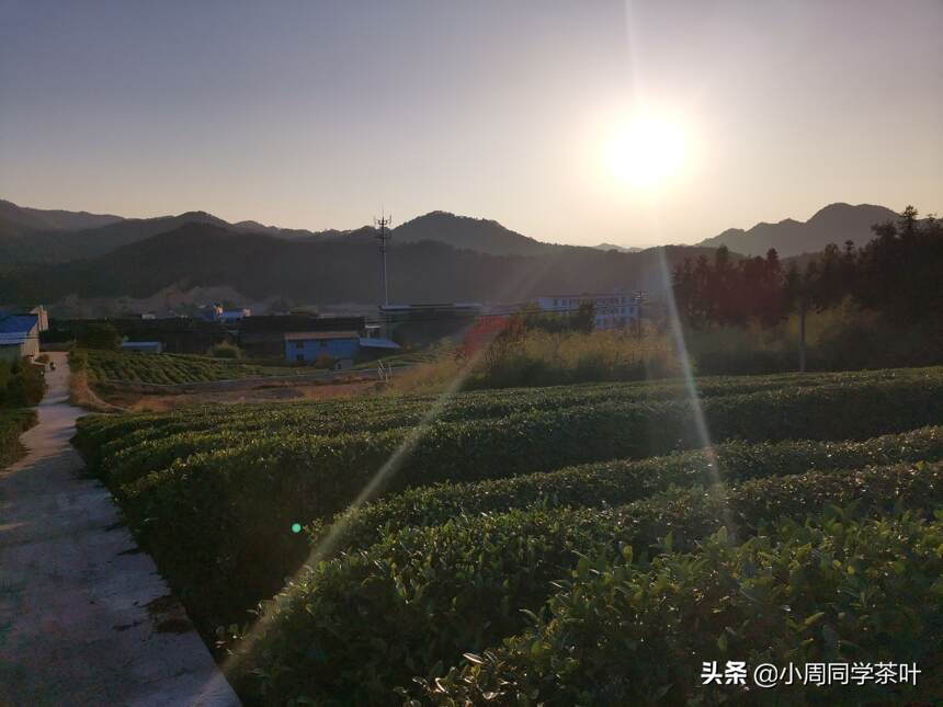 小周同学家后山的茶山，没有所谓的“美”但真实