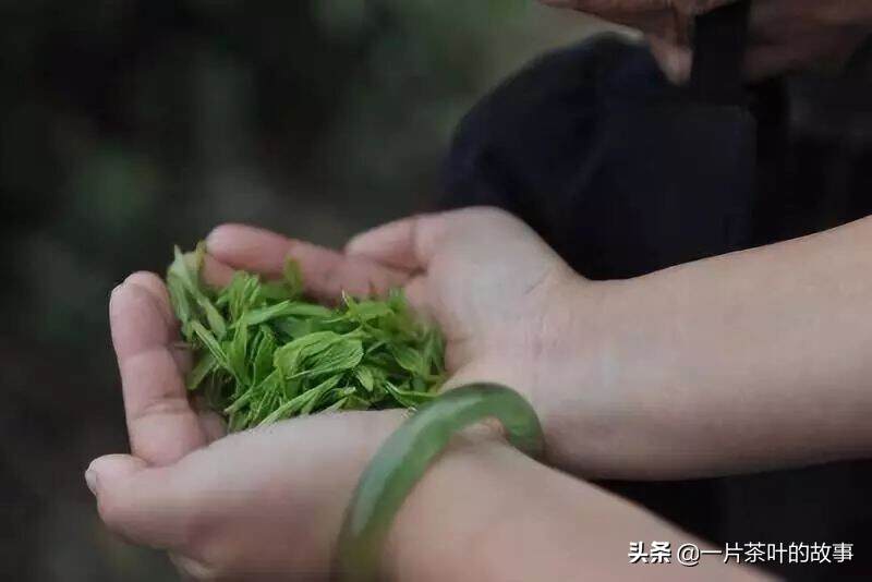 普洱茶的“苦”和“涩”是怎样悄悄转化的？