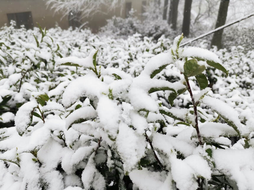 茶科技 | 寒潮来袭，茶园寒潮雪灾恢复技术措施看这里～